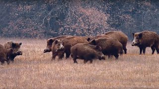 Drückjagd in der Türkei Ch 2  Wild Boar Unlimited [upl. by Kcirdor]