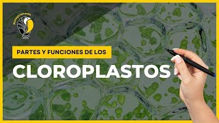 CLOROPLASTOS  Partes y funciones 🤩 [upl. by Paderna]