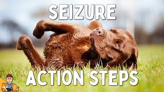 What to Do When Your Dog has a Seizure [upl. by Gardol]