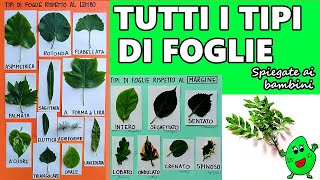 🍁🍀🍃 Tutti i tipi di foglie botanica per bambini [upl. by Ahsienad]