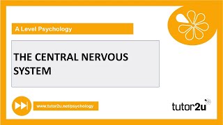 Central Nervous System  Biopsychology  AQA A Level Psychology [upl. by Canada]