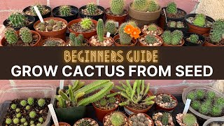 How to Grow Cactus from Seed A beginners guide  cactuscare cactus [upl. by Corsetti]