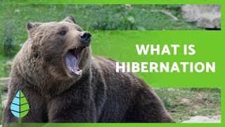 What is HIBERNATION and what ANIMALS HIBERNATE 🐻🐸 [upl. by Raybin772]