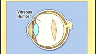 Ophthlmology Lecture  Eye Anatomy Part 2 [upl. by Damalus]