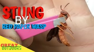 Stung by Polestes Carolina RED PAPER WASP STING [upl. by Onirotciv]