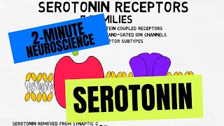 2Minute Neuroscience Serotonin [upl. by Lisa628]