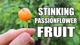 STINKING PASSIONFLOWER FRUIT Passiflora foetida  Weird Fruit Explorer 401 [upl. by Brew635]