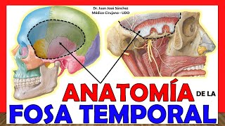 🥇 ANATOMÍA DE LA FOSA TEMPORAL ¡Explicación Sencilla [upl. by Ardnasak]