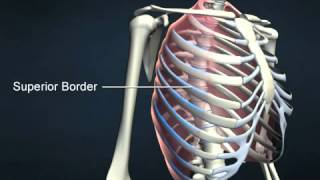 External intercostals  AnatomyOnlineCourse [upl. by Udall]