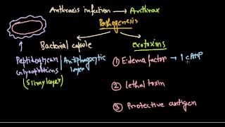 Bacillus anthracis pathogenesis [upl. by Ocirderf]