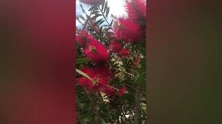 What is Bottle Brush Plant CALLISTEMONShorts [upl. by Bocaj]