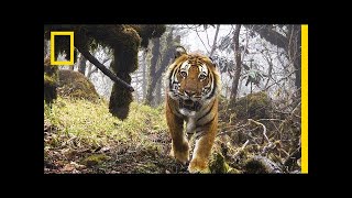 Watch Extremely Rare Footage of Wild Tigers in Bhutan  National Geographic [upl. by Aubyn153]