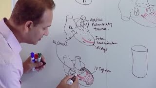 CRANIAL CAVITY  DURAMATER  FALX CEREBRI  TENTORIUM CEREBELLI [upl. by Yrocal]