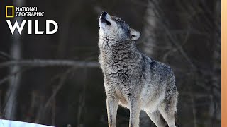 Wolves 101  Nat Geo Wild [upl. by Ahsitel]