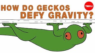 How do geckos defy gravity  Eleanor Nelsen [upl. by Yelsna875]