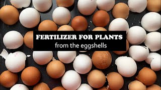 How To Make Eggshell Super Fertilizer for Plants in 3 Minutes [upl. by Georgena673]