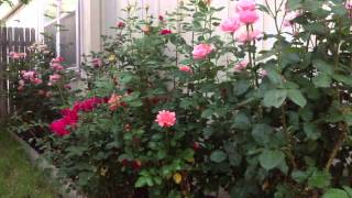 How to Naturally kill rid insects Aphids from Roses amp Garden DIY [upl. by Hootman]