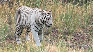 WHITE TIGERS IN THE WILD [upl. by Giannini832]