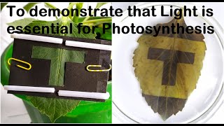 Light is essential for Photosynthesis Practical Experiment [upl. by Hsiri]