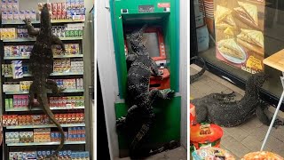 Top 21 Monitor Lizards Causing Chaos In Buildings [upl. by Leanne832]