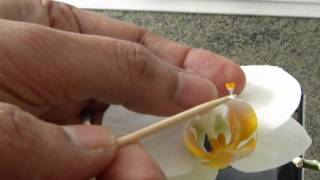 How to Pollinate Phalaenopsis orchid [upl. by Mehetabel]