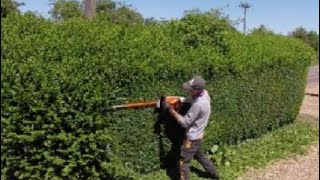 HEDGE trimming privet ligustrum [upl. by Rintoul]