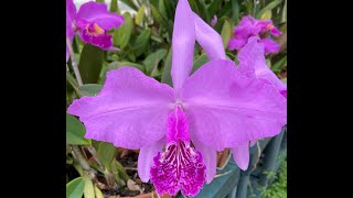 Show amp Tell  Cattleya lueddemanniana [upl. by Towland545]