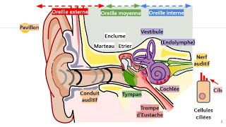 Anatomie de loreille 👂 [upl. by Pippo]