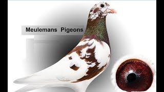 Meulemans Racing Pigeons [upl. by Aihsekal]