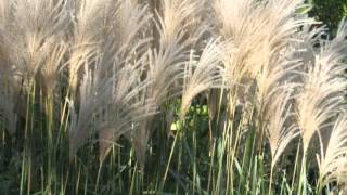 Easy Landscaping Ideas  Ornamental Grass [upl. by Yadsendew]