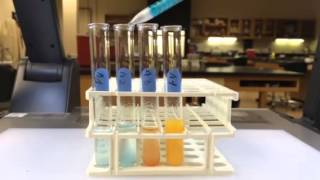 Starch digestion experiment with Benedicts reagent [upl. by Ulland]