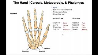 Bones and Joints of the Hand [upl. by Roane]