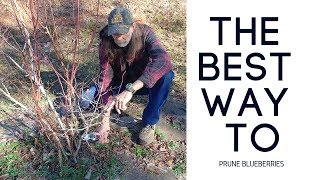 How To Prune BLUEBERRY Bushes [upl. by Rehpotsyrhc]