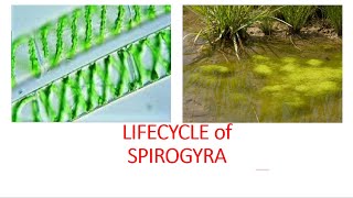 Lifecycle of Spirogyra [upl. by Amil372]