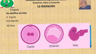 Gestación en Bovinos Parte 1 Generalidades y Etapas [upl. by Dobson]