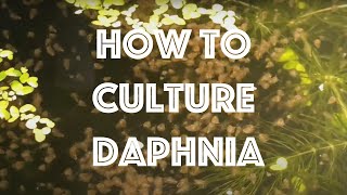 How To Culture Daphnia Magna [upl. by Drahser]