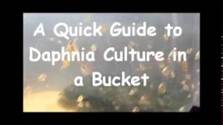 How to culture daphnia outside [upl. by Jermayne]