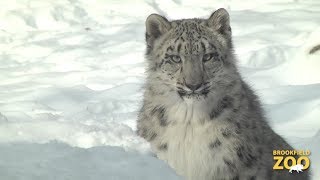 Everest Snow Leopard Cub Playing in the Snow [upl. by Thekla562]