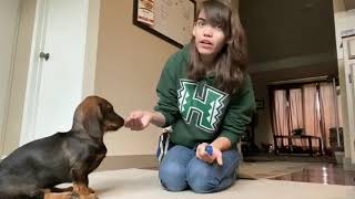 How I train my award winning Dachshunds [upl. by Delaine]