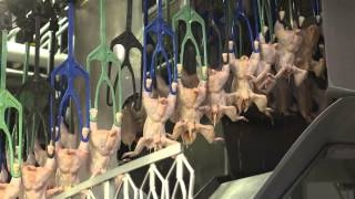 An Inside Look at US Poultry Processing [upl. by Lamek]