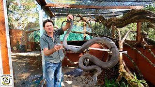 Massive Black Mamba At Lawnwood Snake and Reptile Park [upl. by Aurthur]