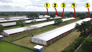 How to Build a Profitable Poultry Farm [upl. by Zoilla]