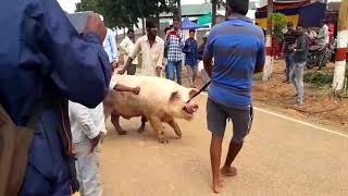 BENGALURU KRISHI MELA GKVK 2019 BENGALURUKRISHIMELA GKVK [upl. by Suivatnad279]