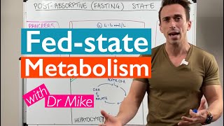 What happens to your body after eating a meal  Metabolism [upl. by Sirred672]