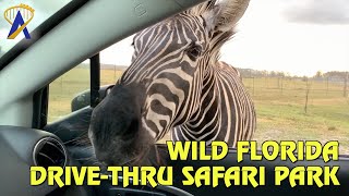 Wild Florida DriveThru Safari Park [upl. by Aneema375]