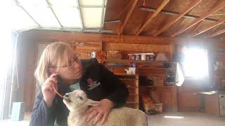 Tube Feeding Lambs amp Kids [upl. by Haldas]