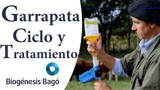 Garrapata en Bovinos  Ciclo y tratamiento Biogénesis Bagó [upl. by Wivinia]