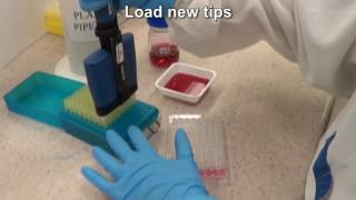 Serial dilutions using a multichannel pipette [upl. by Eatnoled216]