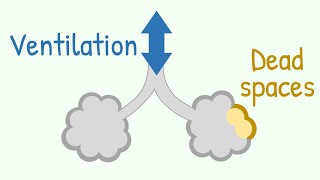 Ventilation amp Dead Spaces in Respiratory Tract [upl. by Konikow]