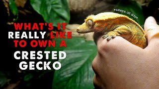 Owning A Crested Gecko  DAY IN THE LIFE [upl. by Aleetha]